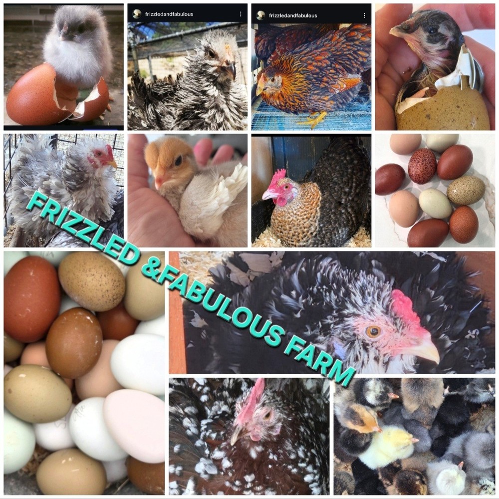 8 +Rainbow Layer Frizzled Hatching Eggs Npip Cert