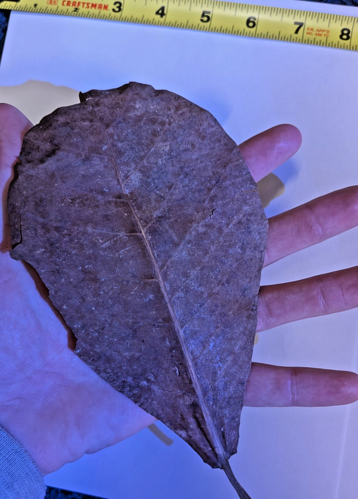 Indian Almond Leaf Large 6-8inch Cattapa For Aquariums 2-3-4-5 Pack