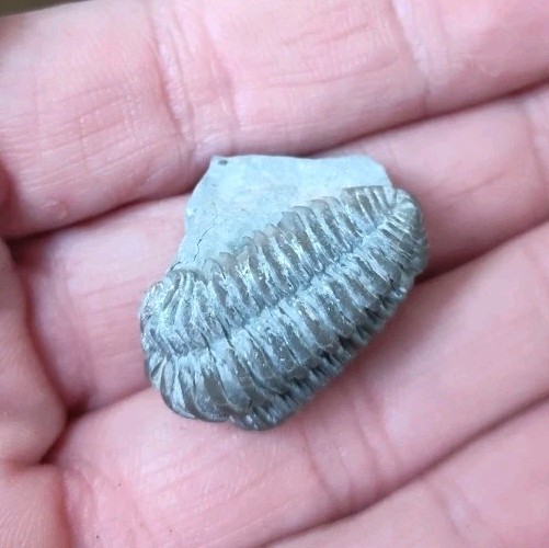 Fossil Trilobite State Unknown 7.7 Grams