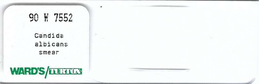 Candida albicans smear Microscope Slide