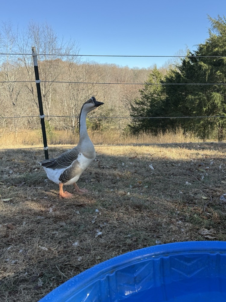 8 Geese Eggs