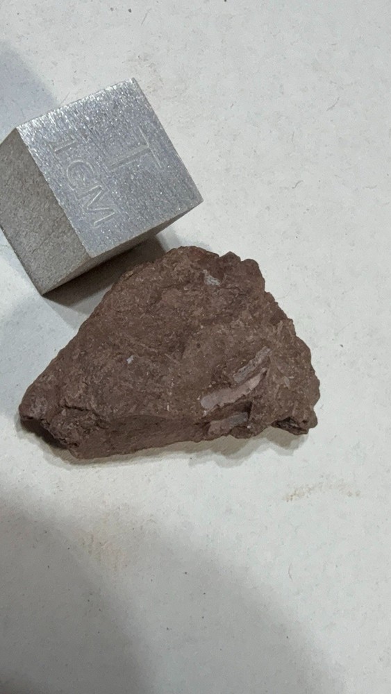 Fossil Devonian Fish Tooth