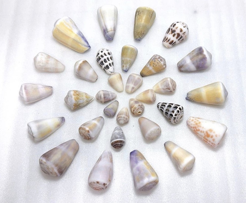 Cone Shell from japan Okinawa shell