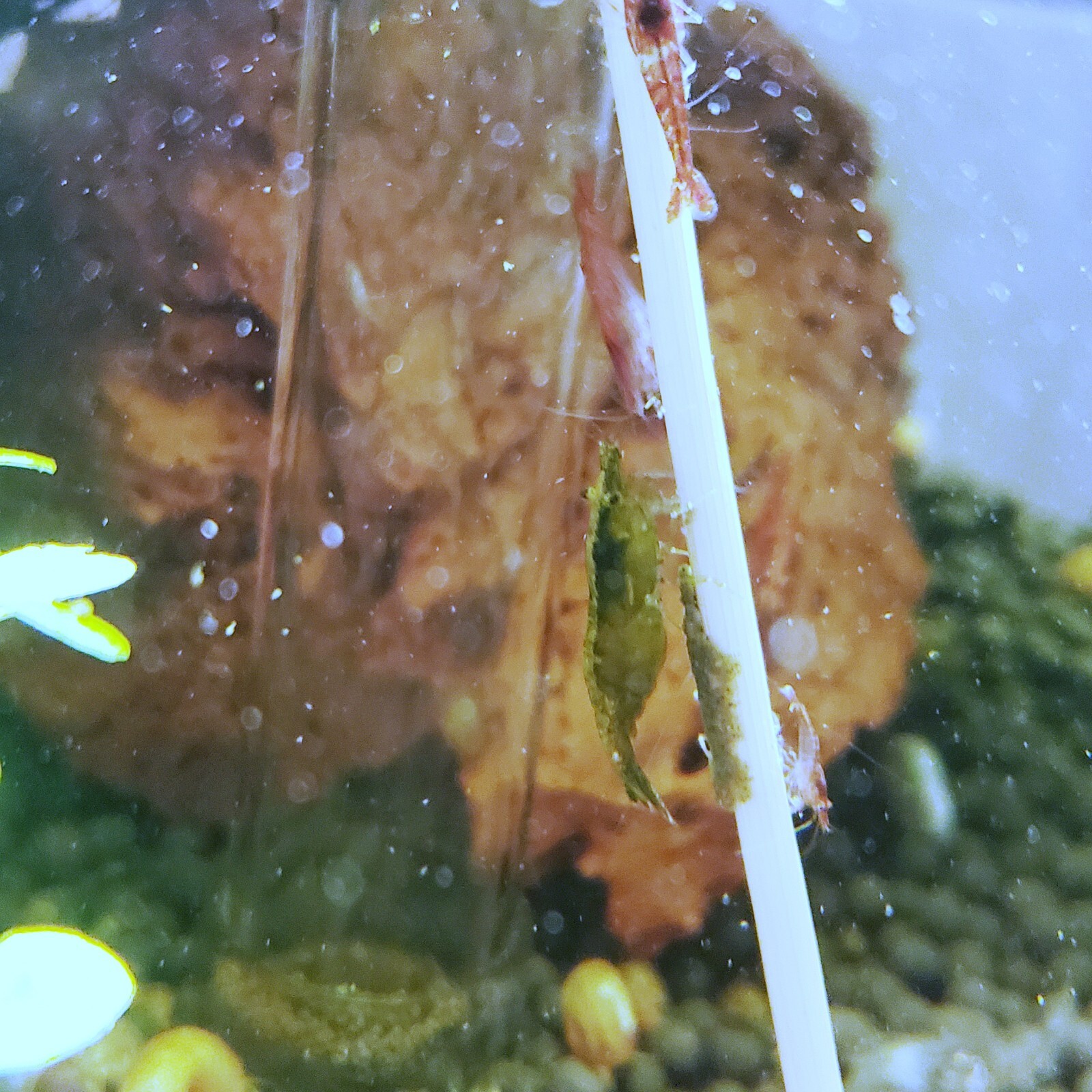 Shrimp Lollies Nano 60 CT Variety Pack (20/20/20) & 3 Holders