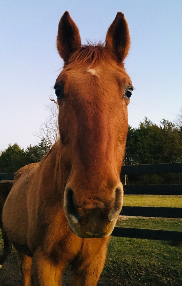Walnut Meadow Horse Manure Compost: Dried