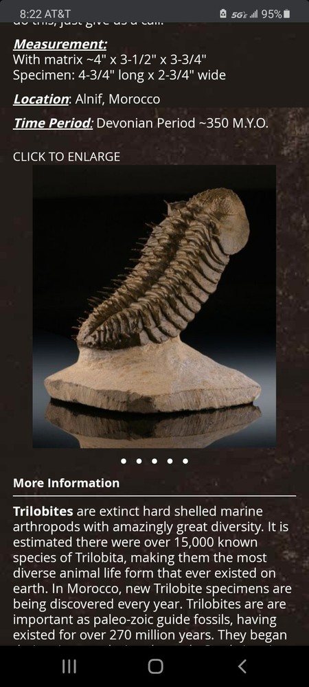 Fossil Trilobite (Drotops Armatus