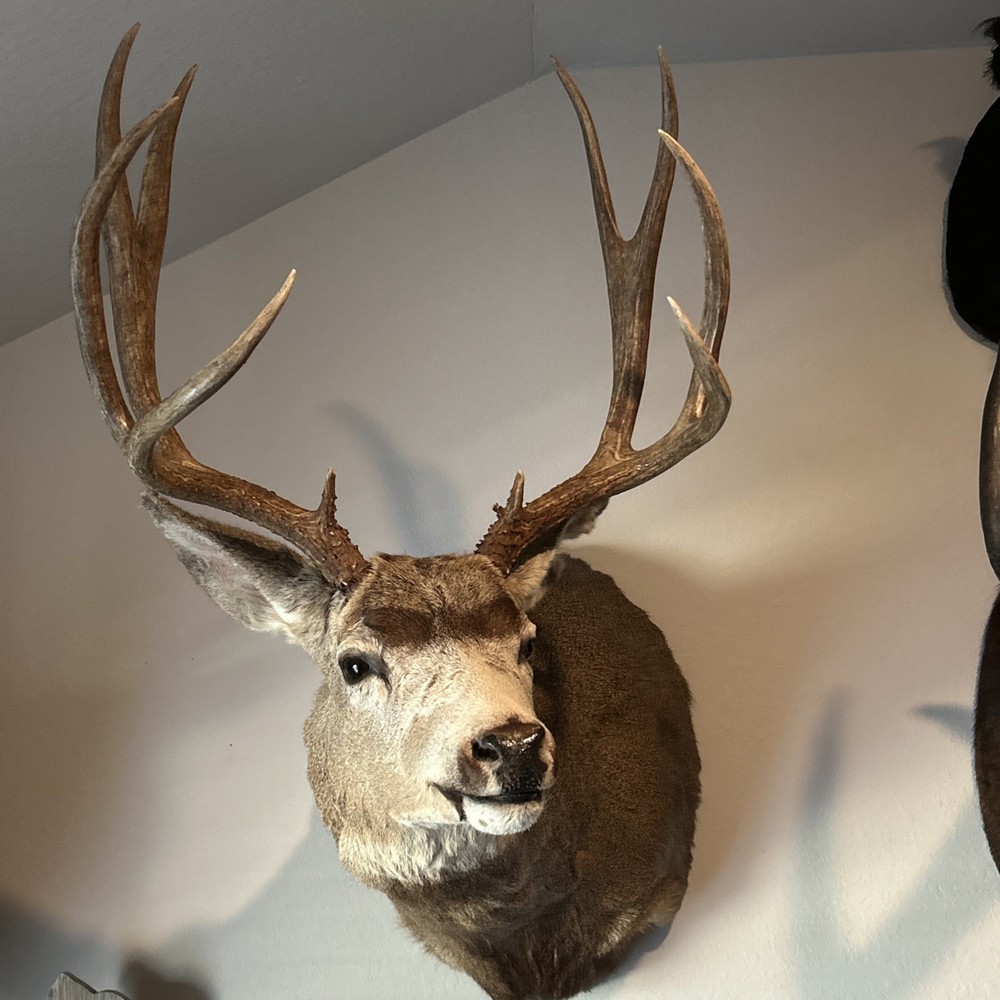 10 POINT MULE DEER 21.25 SPREAD MONSTER