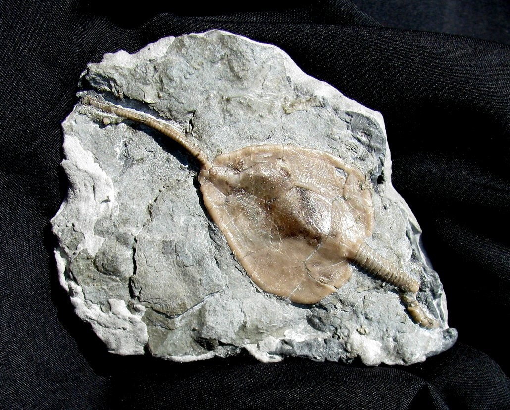 EXTINCTIONS- BEAUTIFUL LARGE AMECYSTIS CYSTOID FROM ONTARIO CANADA- TOP QUALITY!