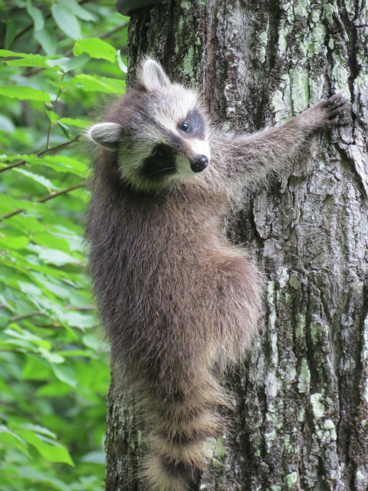 (1) half gallon glass jug of Pure Vt. "Organic" Maple syrup Golden, Amber, Dark