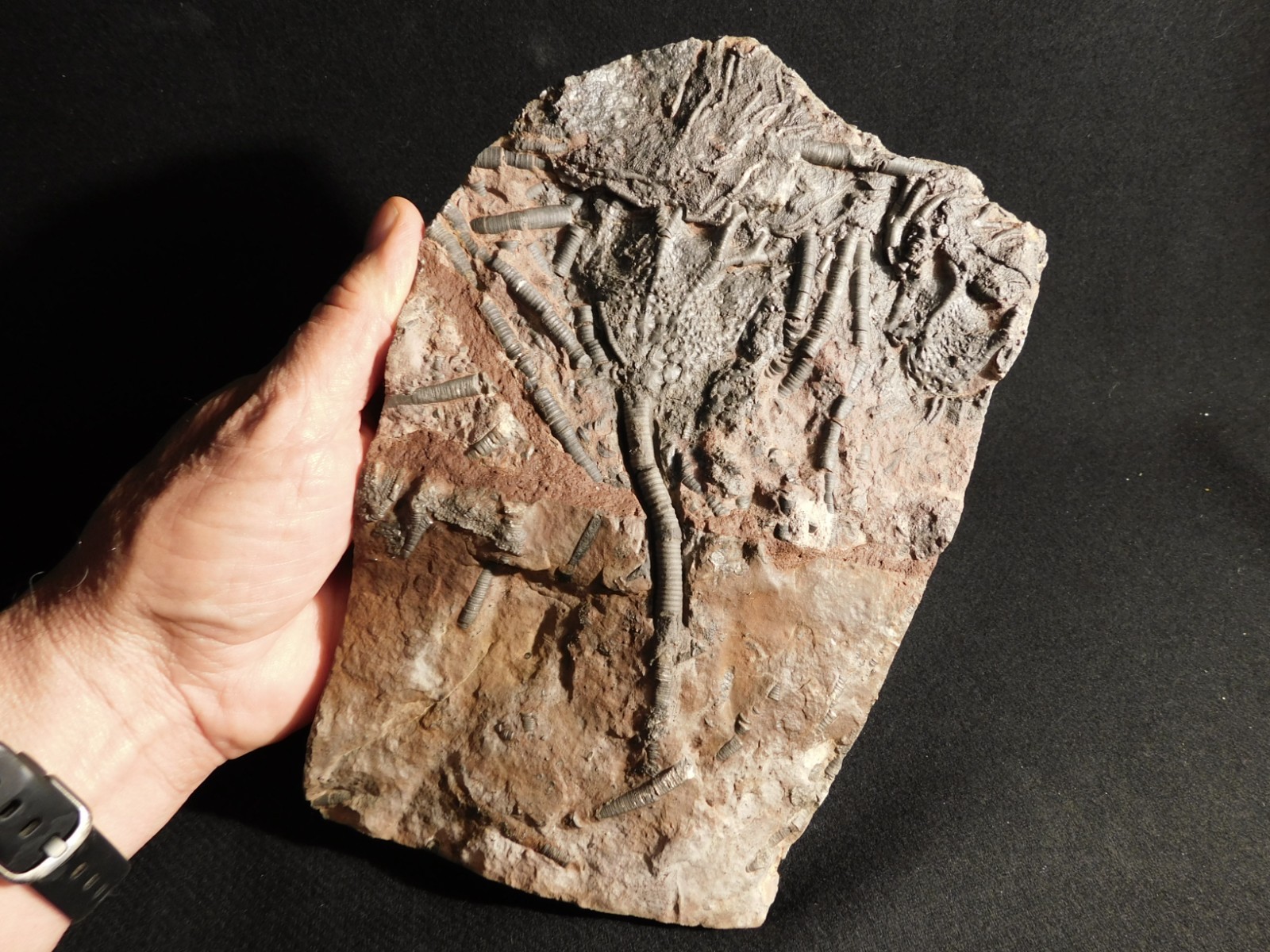 LARGER! 430 Million Year Old! CRINOID Fossil or Sea LILY Fossil Morocco 1221gr