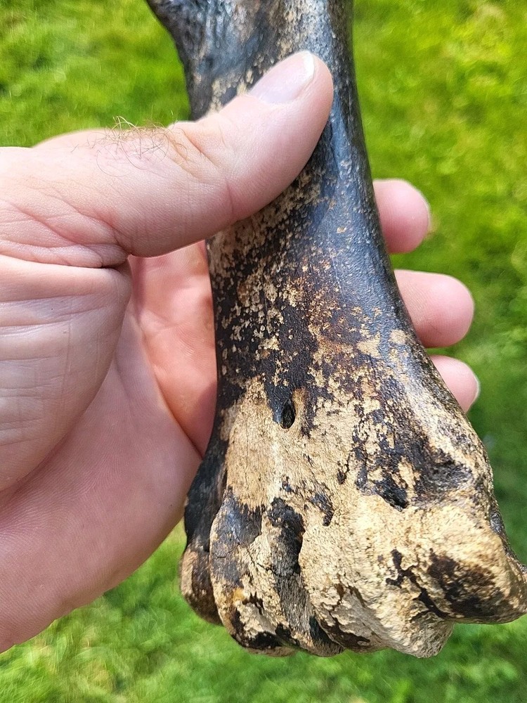 Bison metacarpal Historic bison foot bone