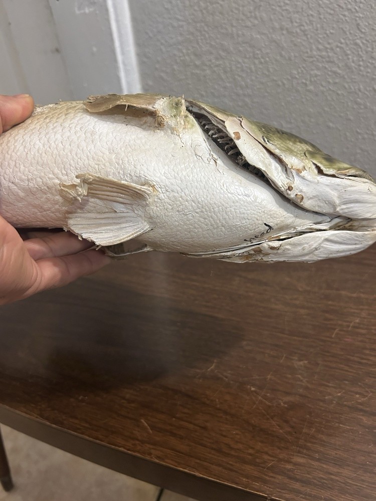 20” Large Bass Fish Mount