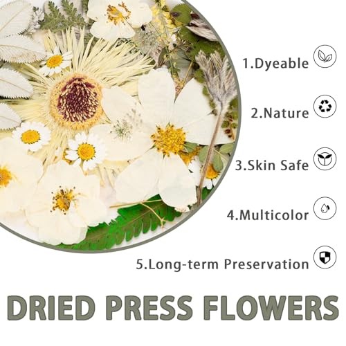 50Pcs Dried Pressed Flowers Real Pressed Flowers Natural Dry Leaves Bulk White