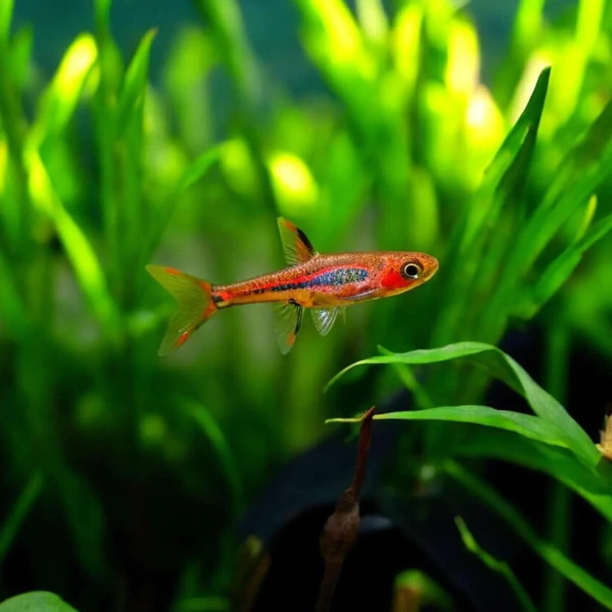 CHILI RASBORA (BORARAS BRIGITTAE) - 10 FISH