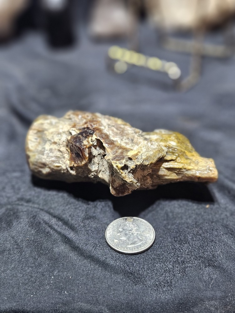 Petrified Wood Limb Specimen (7.8oz)