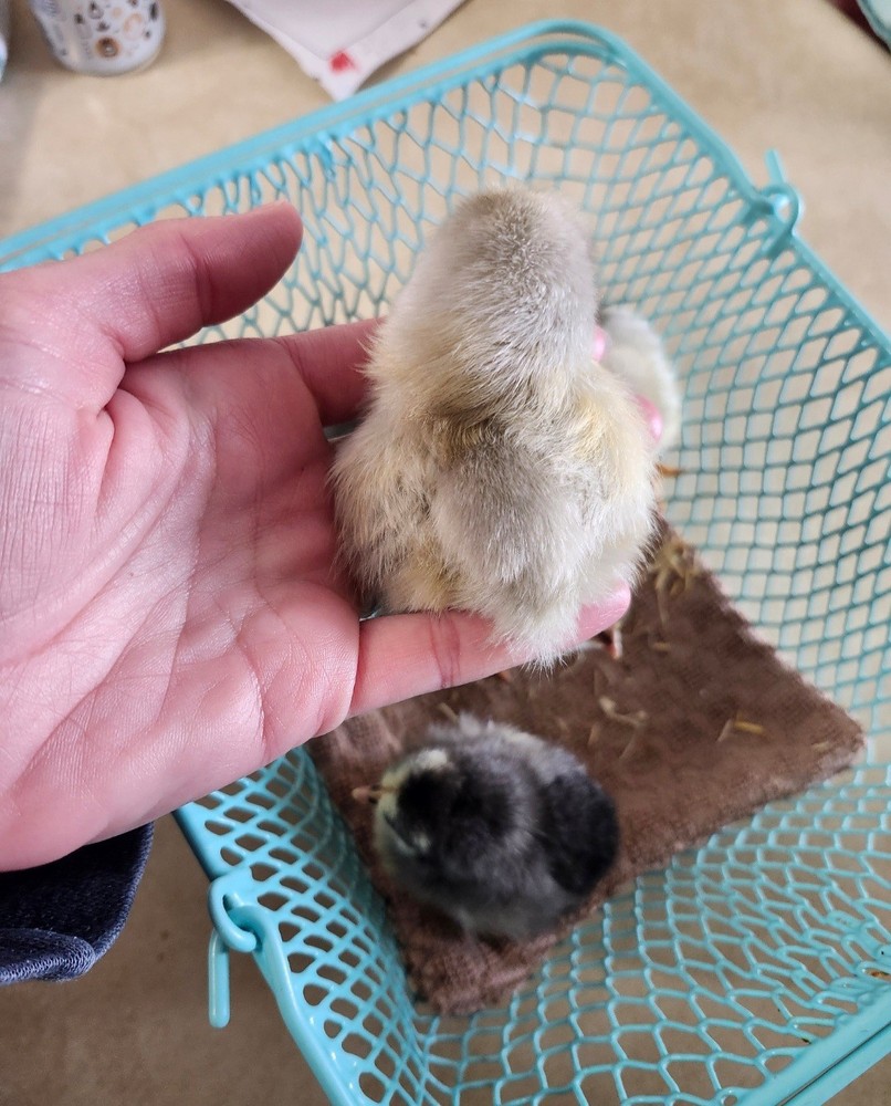 6+2 Extra Homozygous Silverudd Blue Hatching Eggs