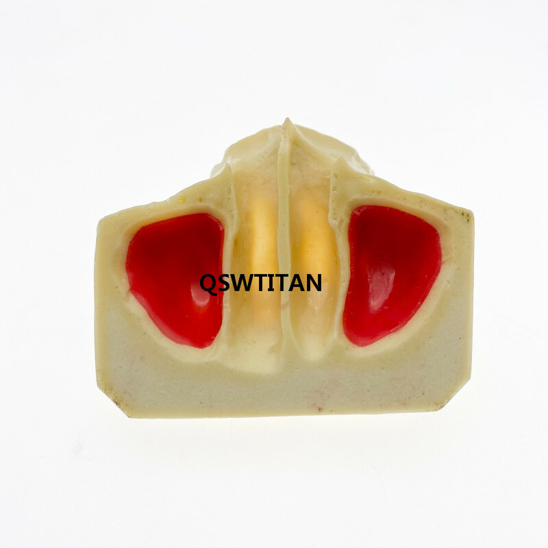 Dental Sinus Lift Practice Teeth Model Typodont Study Model 2013F