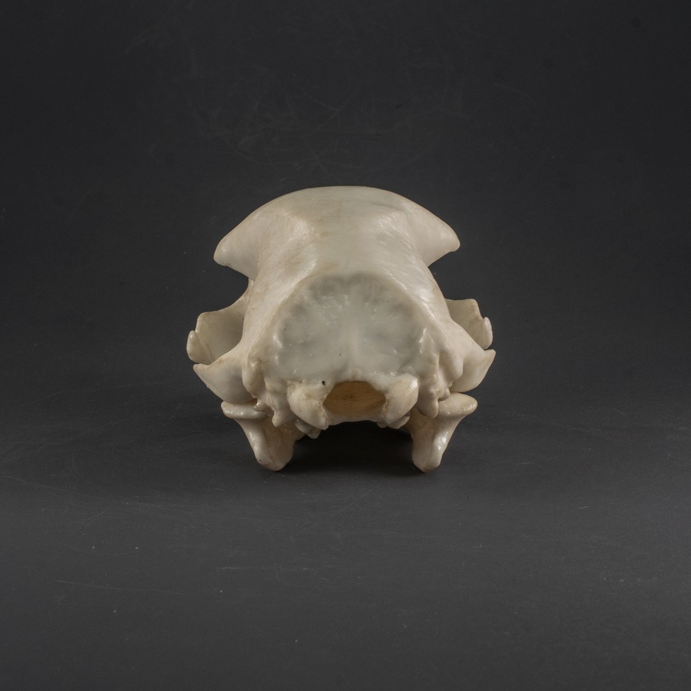Two-toed Sloth Skull Replica (Museum Quality)