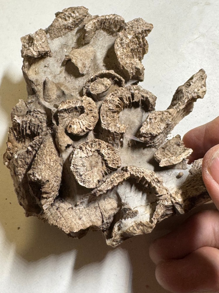 HORN CORAL FOSSIL CLUSTER