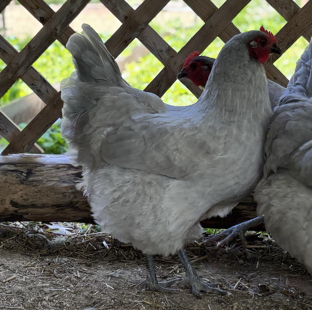 Lavender Orpington hatching eggs (12 Eggs)