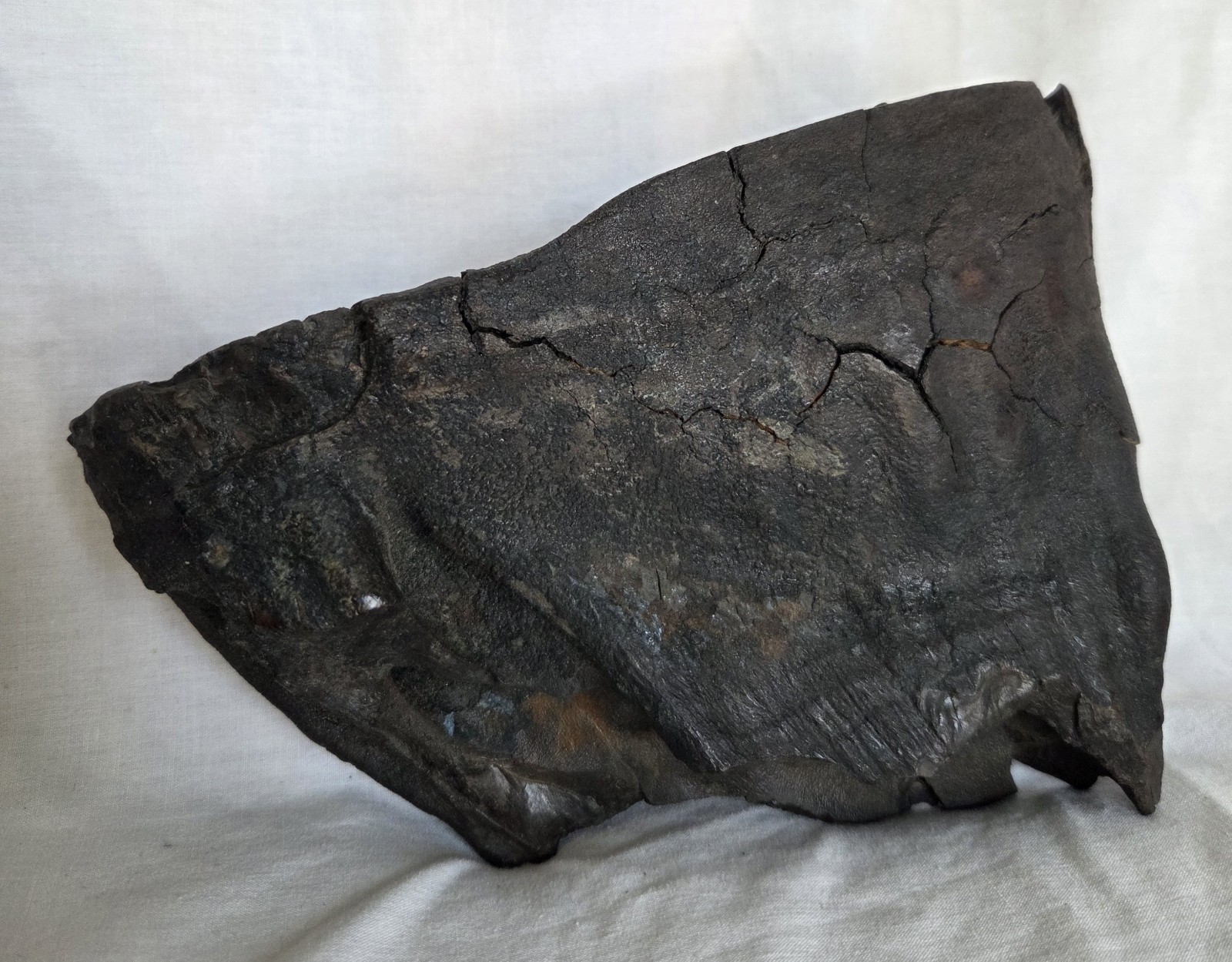 Genuine Woolly Mammoth Tooth Molar Fossil 6.5" Long