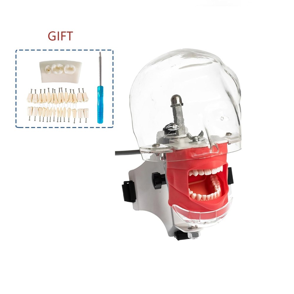 Dental Simulator Manikin Phantom Head Model Teeth Model Dental Training Practice