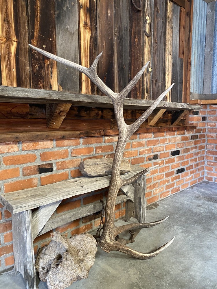 Large Elk Shed ~ Antler