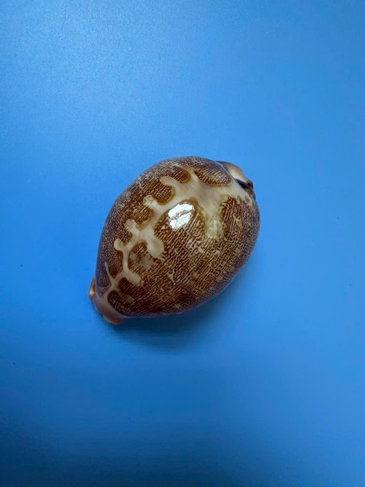 73.5mm | Cypraea Mappa |F+++ GEMS | Nice pattern