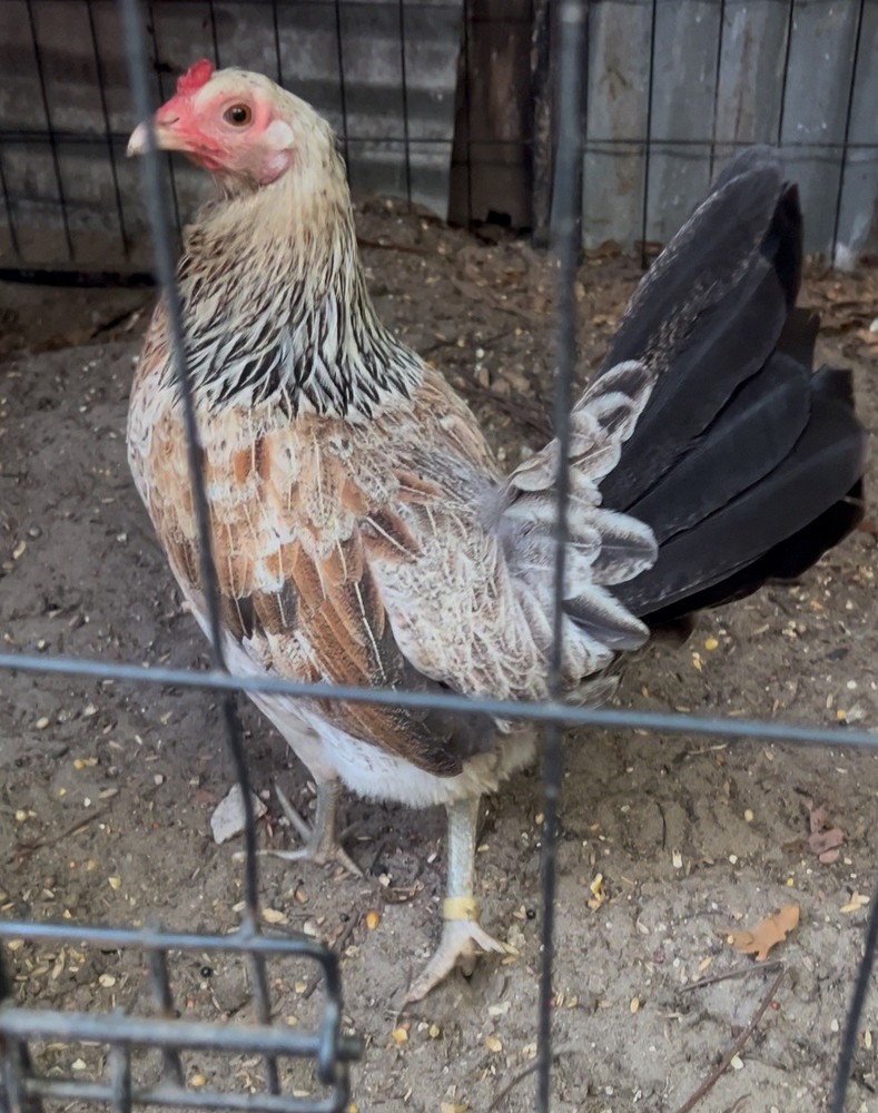 Six Fertile Hatching Chicken Eggs