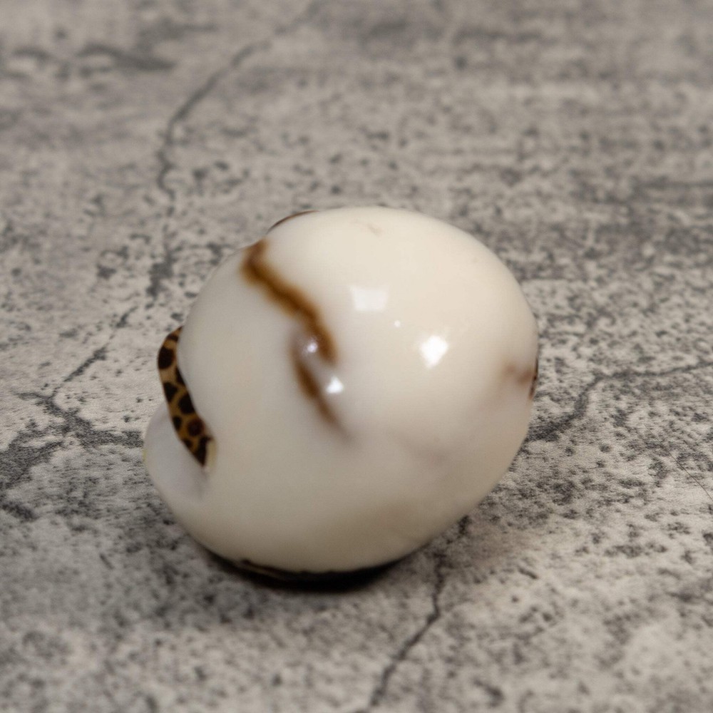 Sea Turtle With Egg Tagua Carving