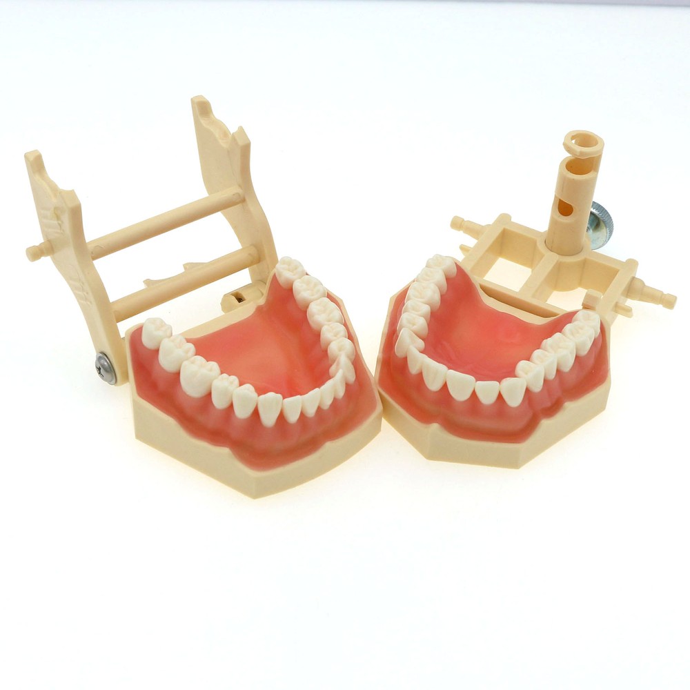 Frasaco AG3 Compatible Typodont 32 Type Screw-In Teeth & Restorative Simulation