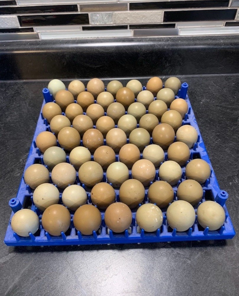 100+ Ringneck Pheasant Eggs