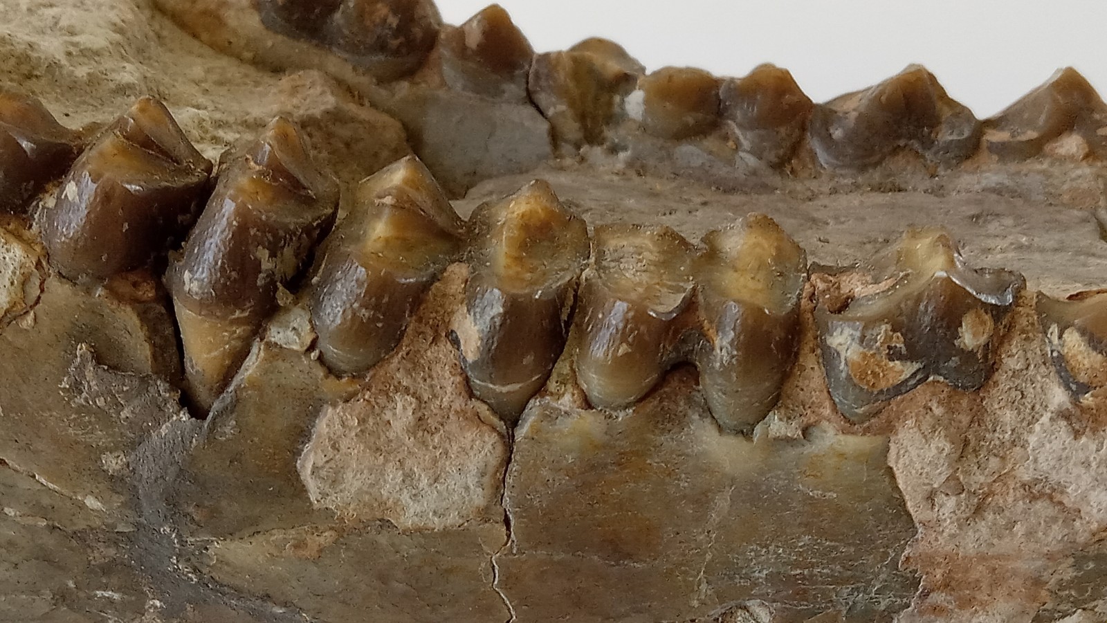 Camel Jaw Teeth Fossil From Badlands South Dakota