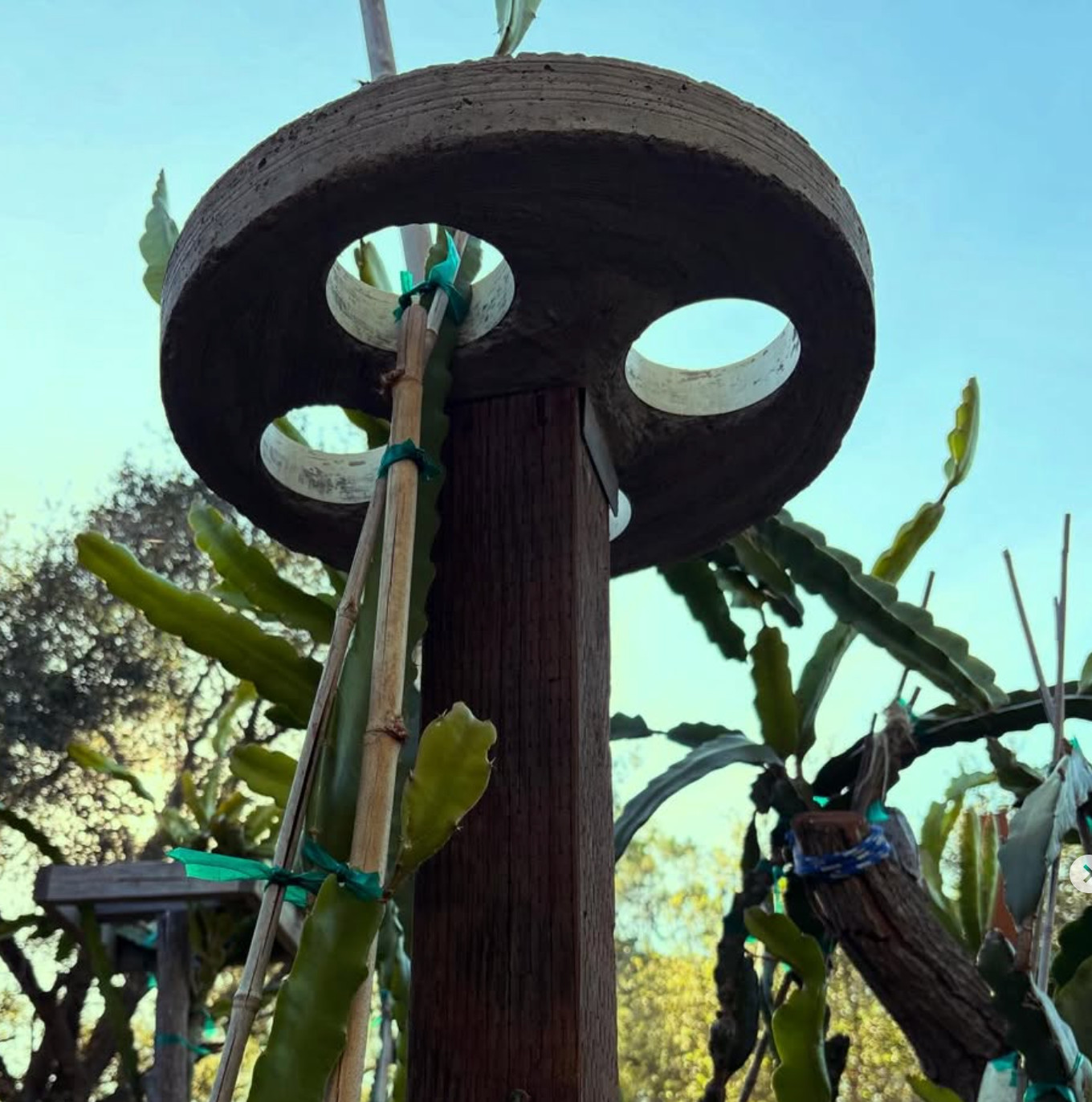 Dragon Fruit Trellis Topper with FREE LED SOLAR LIGHT Screw Direct to 4x4 Post