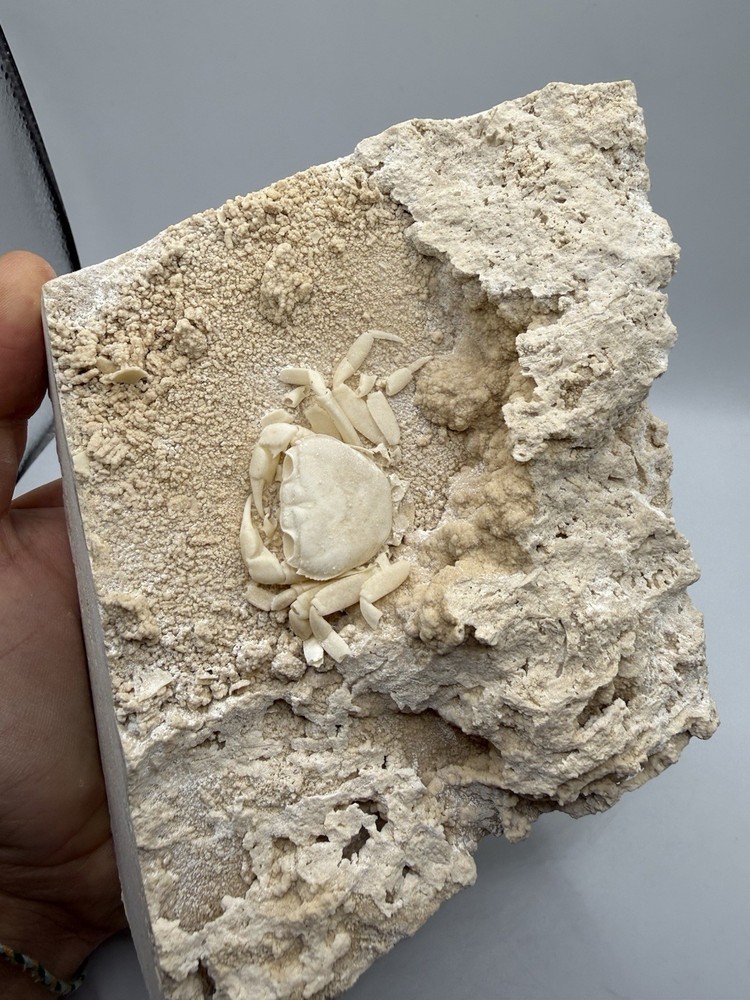Authentic Potamon Fossil Crab Collection