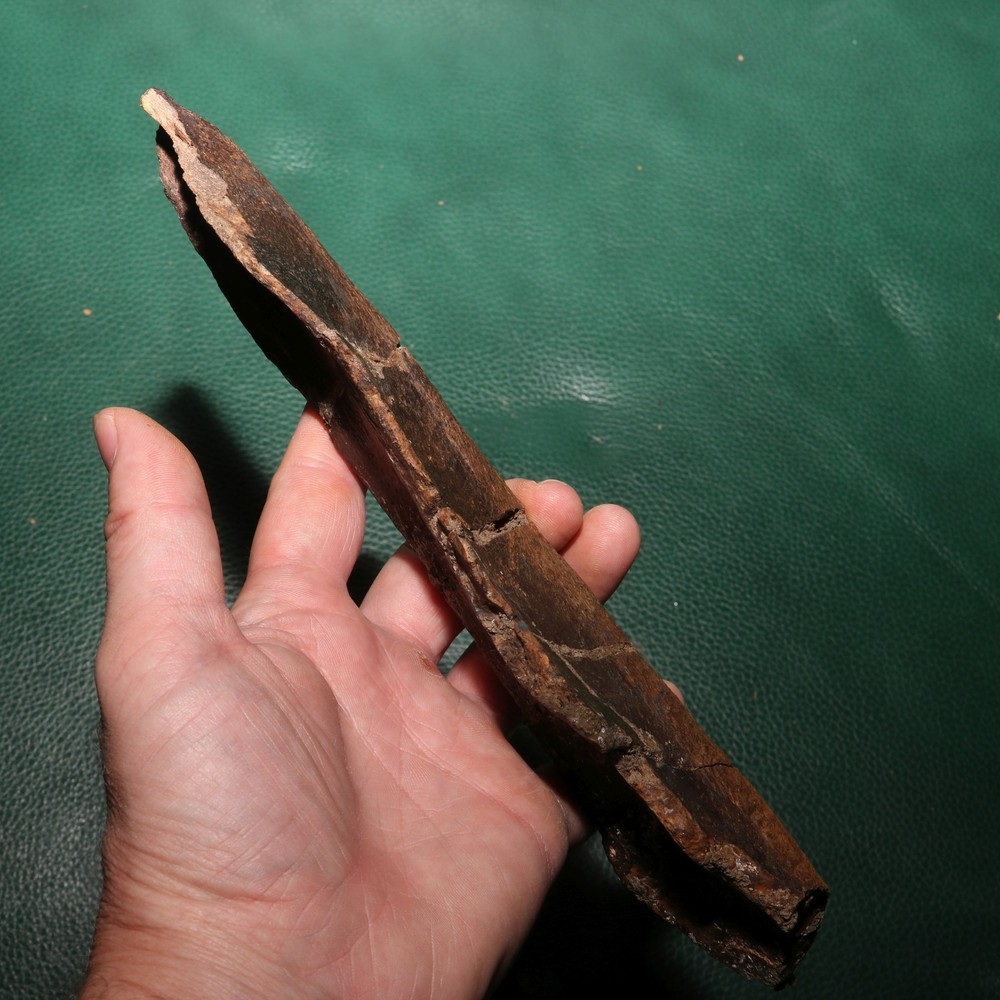 Nice Dinosaur Rib Section - Authentic - from the Hell Creek Formation Specimen