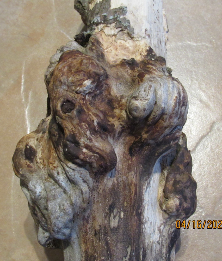 Maple Tree Knot for Decorating or Carving
