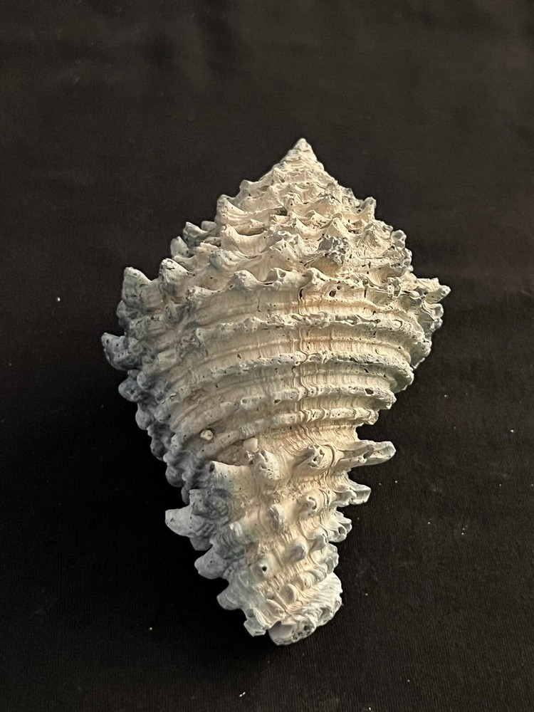 EXTINCT Fossilized VASE Shell From Central Florida & BONUS Shell.