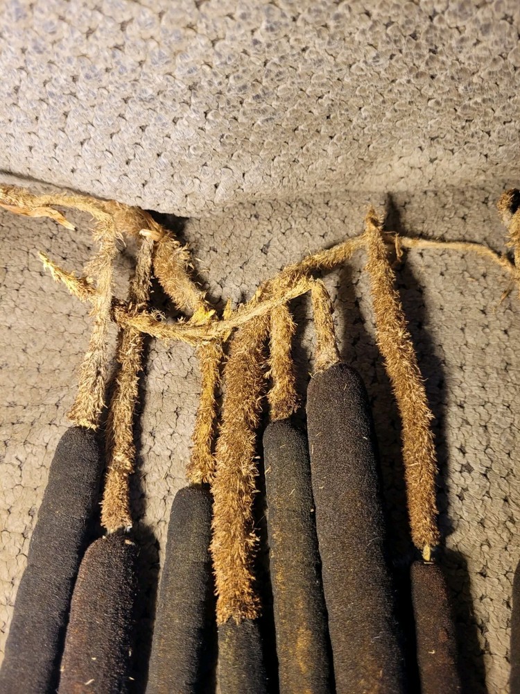 Flowered Cattail Stubs