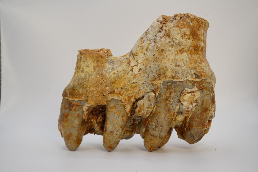 Platybelodon tooth
