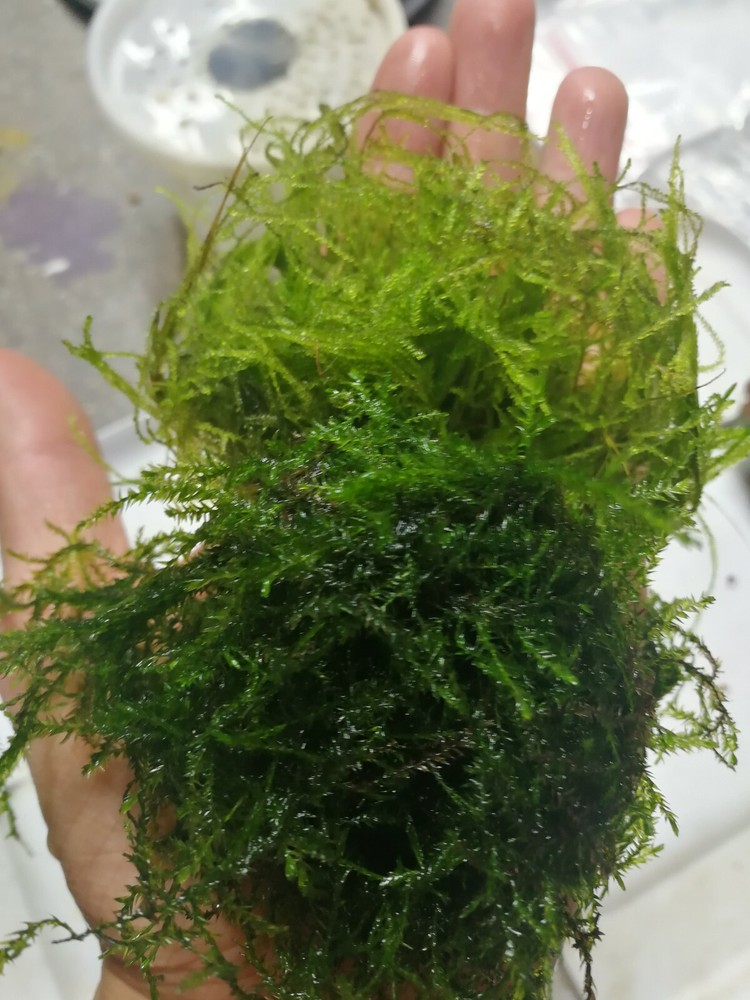 willow moss and java moss, live aquarium plant, TWO bags,