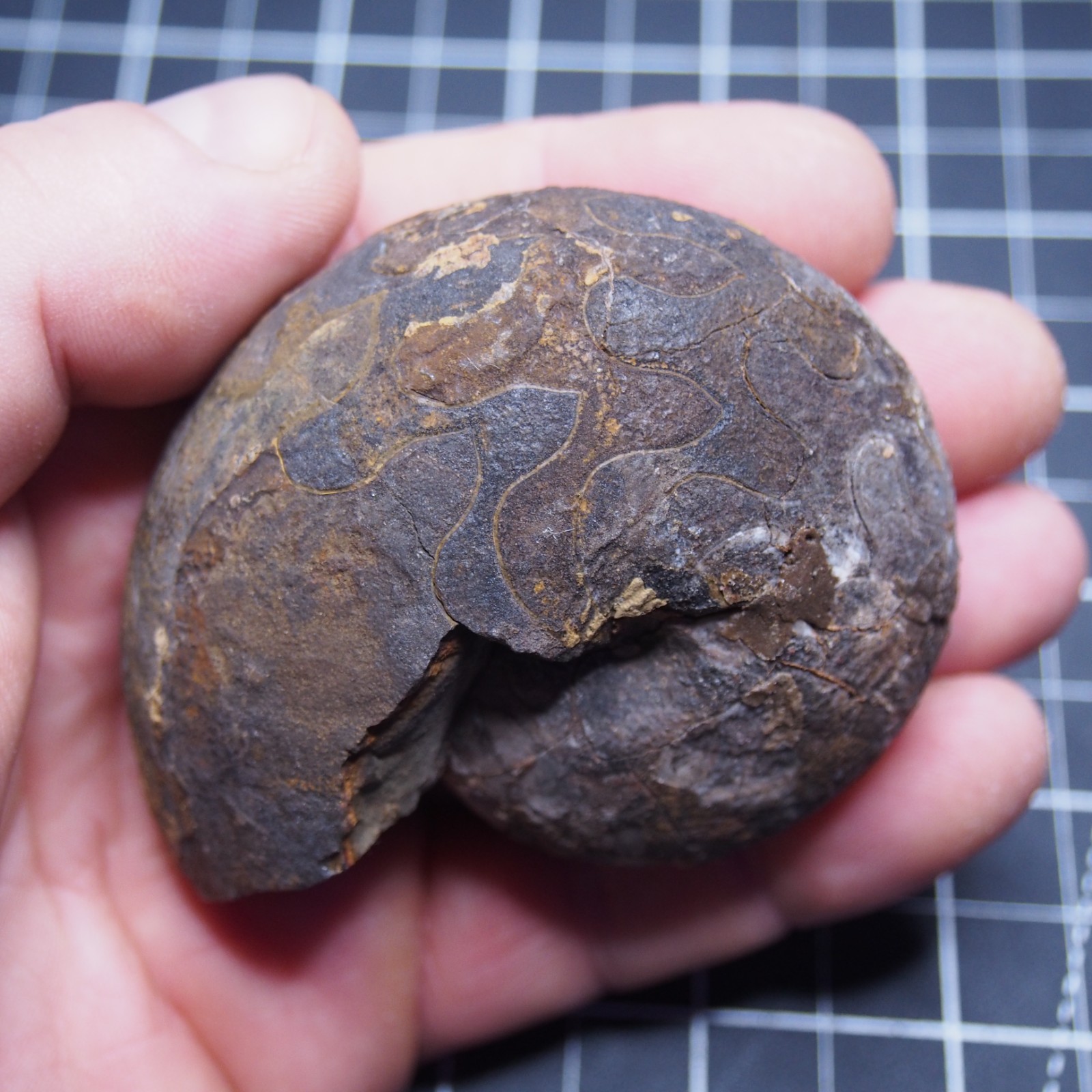 76 mm Goniatite Devonian Fossil Ammonite Morocco 2570