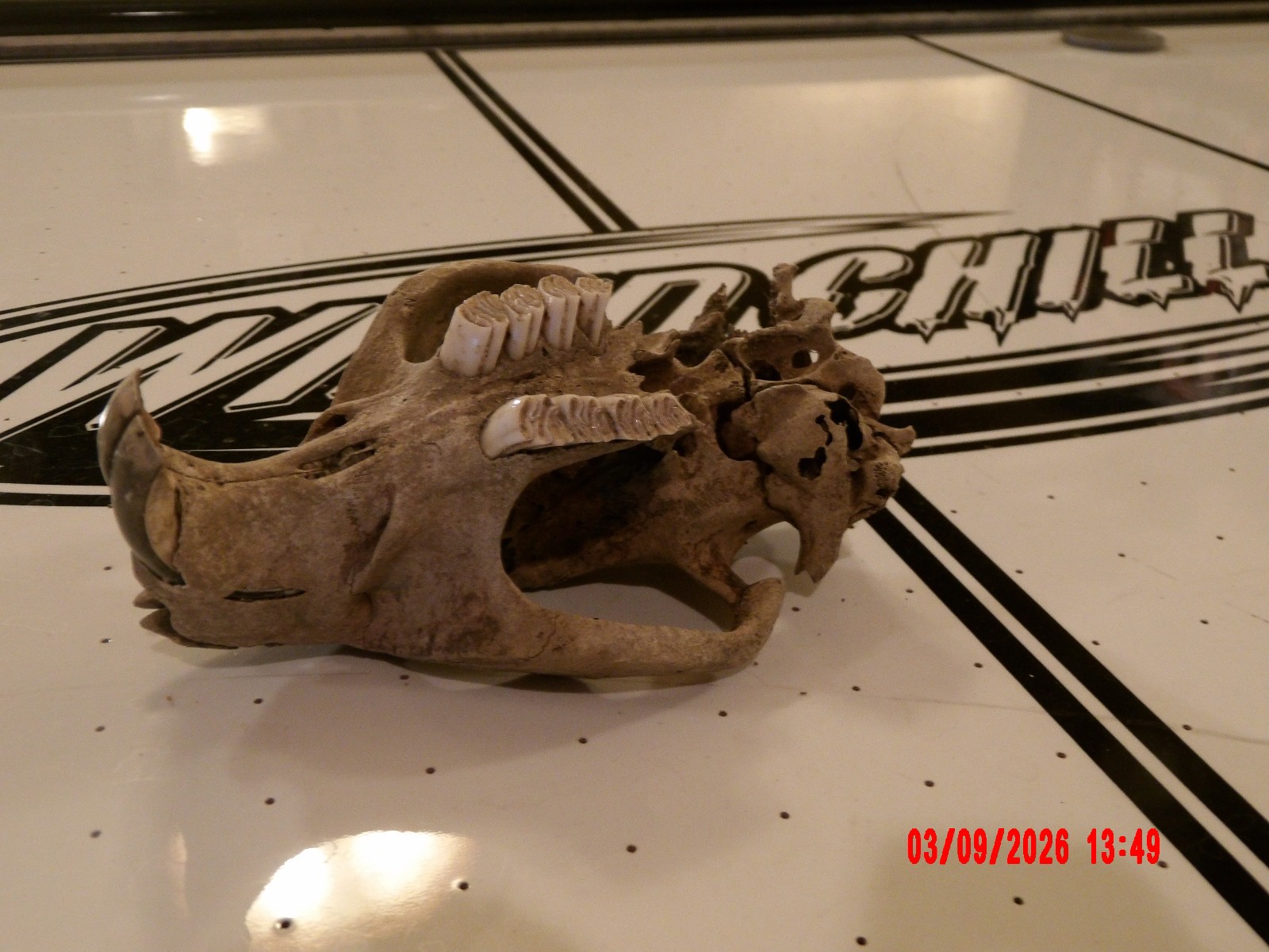 HISTORIC BEAVER SKULL RIVER FIND TEETH BONE JAW SKELETON