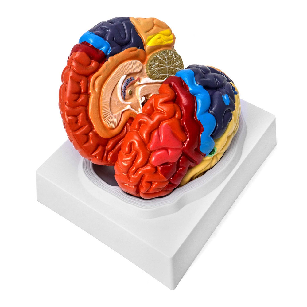 Life Size Human Brain Model 2 Part Color Coded Anatomy Study PVC with Base Class