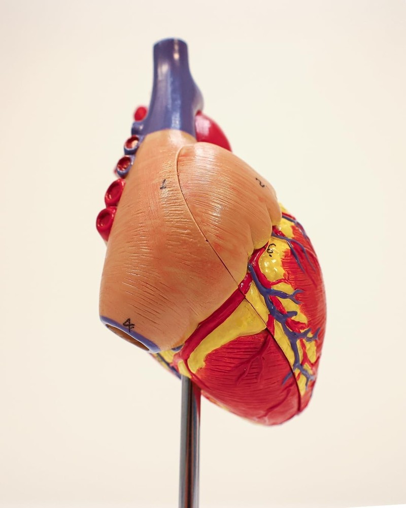Lifelike Human Heart Model - Educational Kit