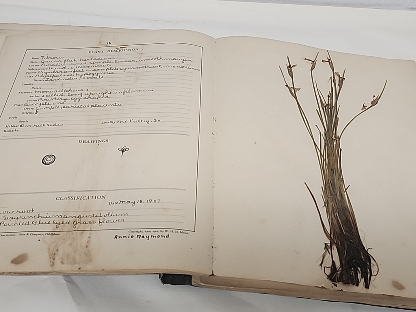 Antique HERBARIUM AND PLANT DESCRIPTIONS Meier Ginn And Company Complete 1907