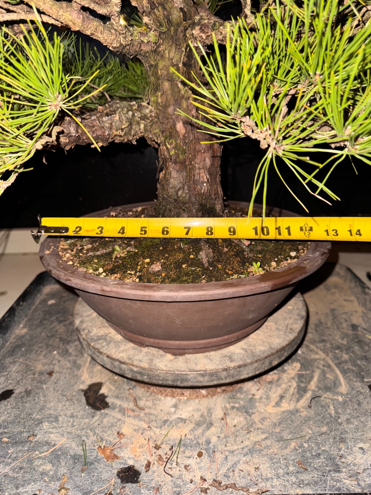 Japanese Black Pine, Bonsai Tree. Outdoor Evergreen.