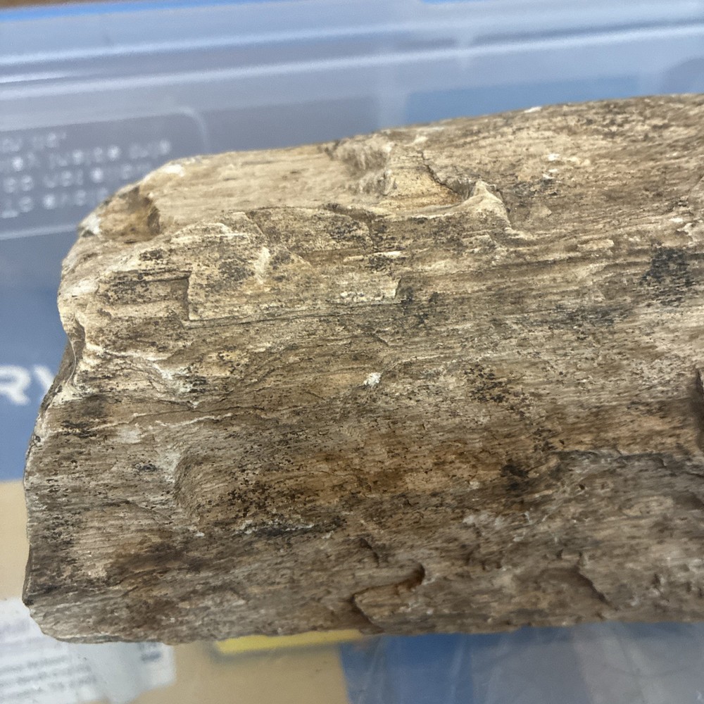 petrified wood rough