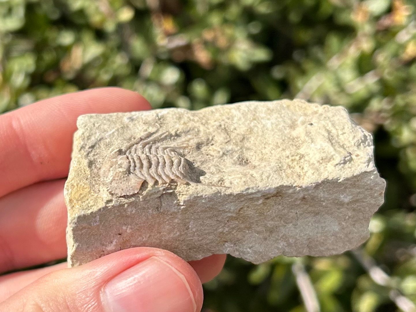 NICE Oklahoma Fossil Trilobite Kettneraspis williamsi Devonian Age Bug in Matrix