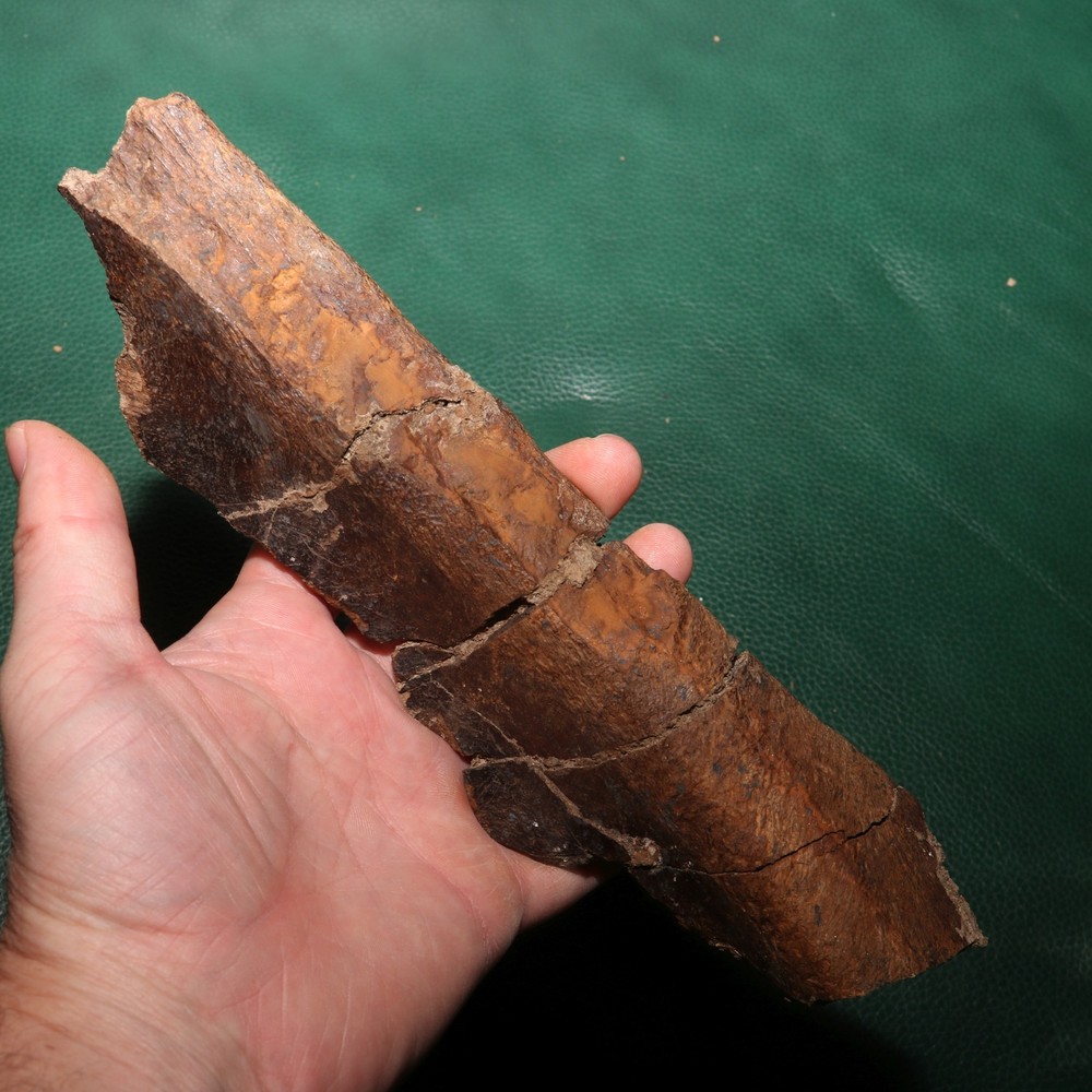 Nice Dinosaur Rib Section - Authentic - from the Hell Creek Formation Specimen